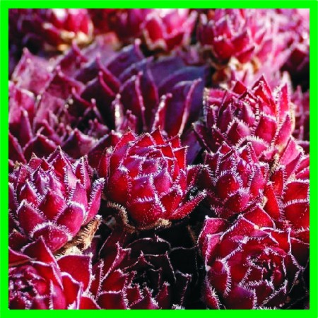 Sempervivum "Rubín" - skalnica